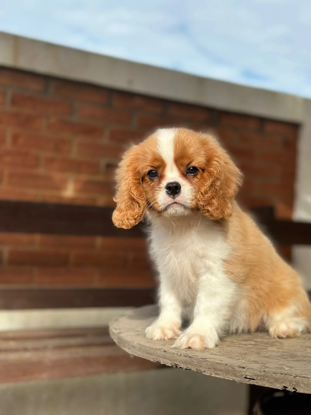 Filhote Cavalier
