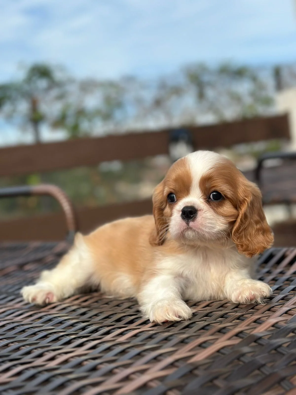 Filhote de Cavalier