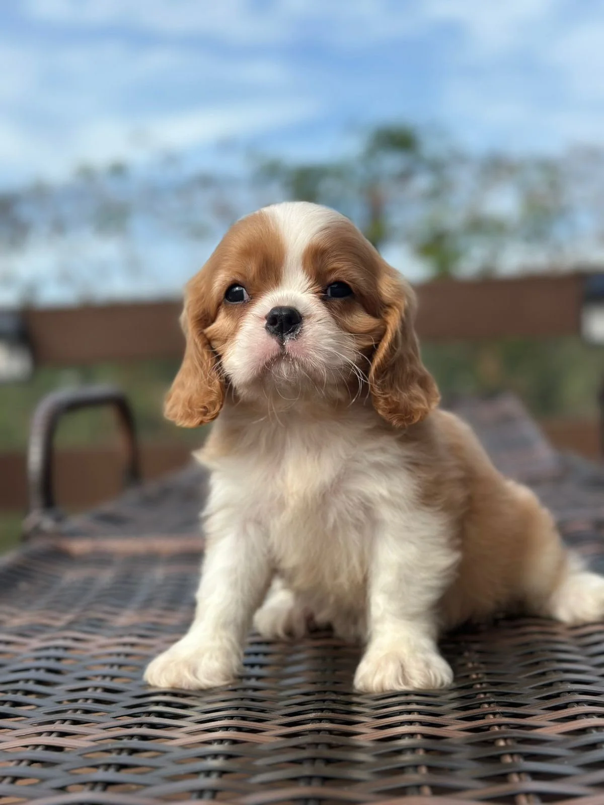 Filhote Cavalier